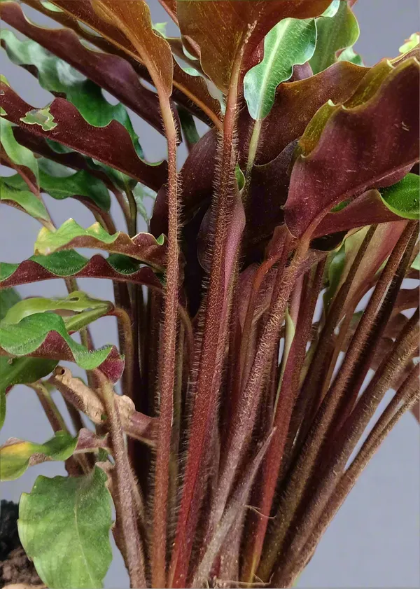 Goeppertia_Rufibarba_Velvet_Calathea_Live_Plant