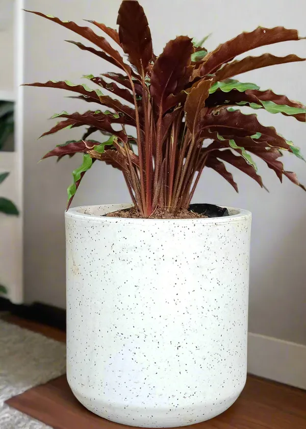 Goeppertia_Rufibarba_Velvet_Calathea_Live_Plant