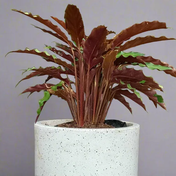 Goeppertia_Rufibarba_Velvet_Calathea_Live_Plant