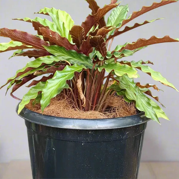 Goeppertia_Rufibarba_Velvet_Calathea_Live_Plant