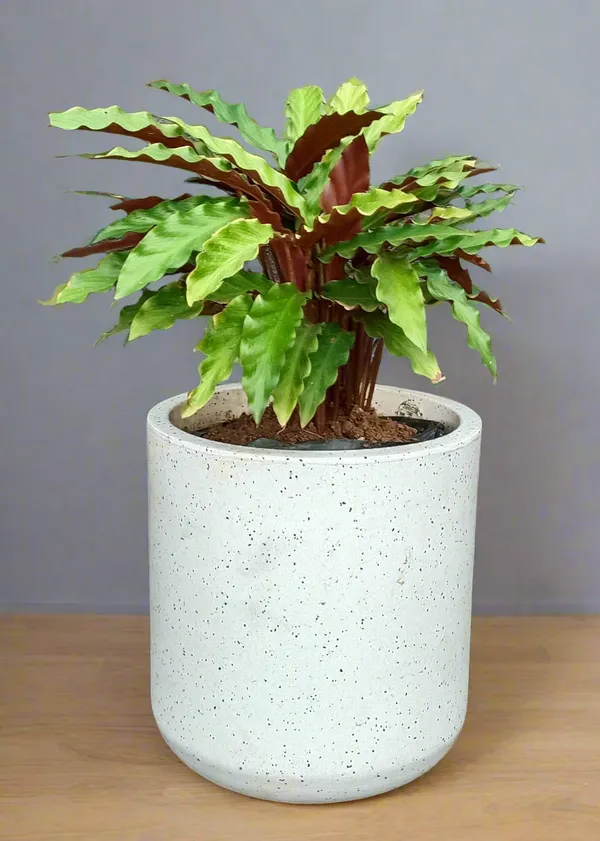 Goeppertia_Rufibarba_Velvet_Calathea_Live_Plant