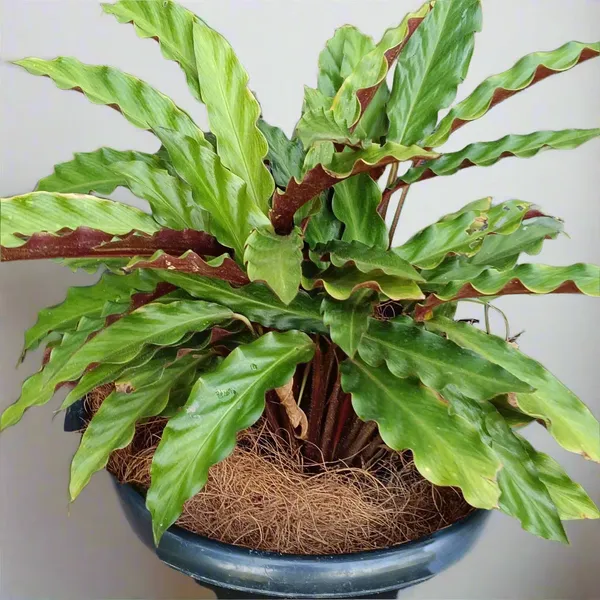 Goeppertia_Rufibarba_Velvet_Calathea_Live_Plant