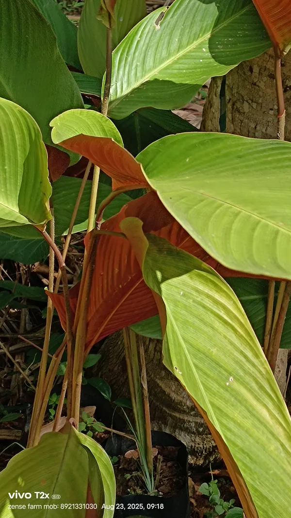 Wheat_Calathea_Pleiostachya_Pruinosa_Silvery_Upright_Live_Plant