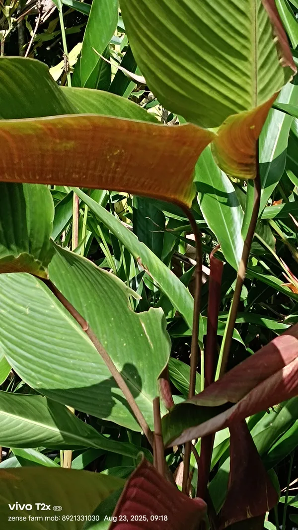 Wheat_Calathea_Pleiostachya_Pruinosa_Silvery_Upright_Live_Plant