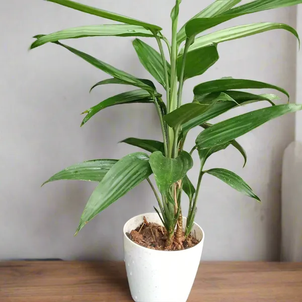 Dracaena_Thalioides_Slender_Arching_Foliage_Live_Plant