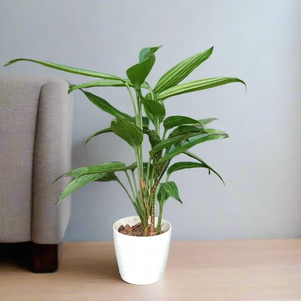 Dracaena_Thalioides_Slender_Arching_Foliage_Live_Plant