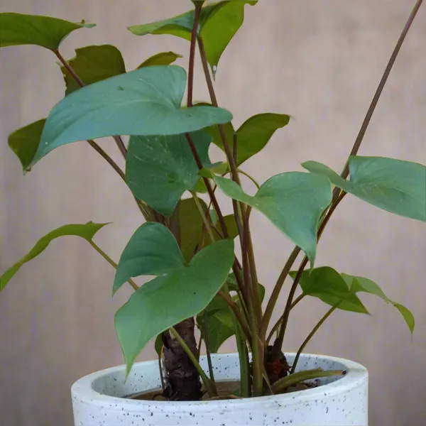 Homalomena_Rubescens_Maggy_Glossy_Heart-Leaf_Indoor_Live_Plant