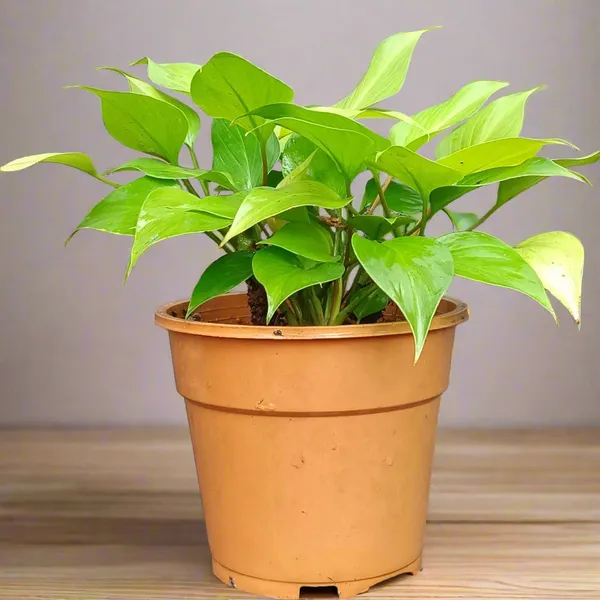 Homalomena_Sunshine_Gem_Chartreuse_Foliage_Live_Plant