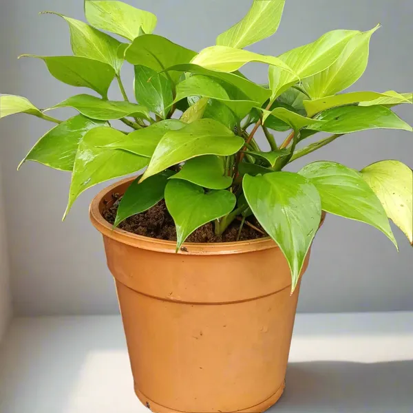 Homalomena_Sunshine_Gem_Chartreuse_Foliage_Live_Plant