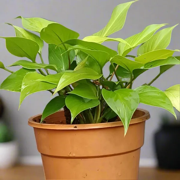 Homalomena_Sunshine_Gem_Chartreuse_Foliage_Live_Plant