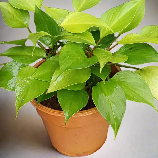 Homalomena_Sunshine_Gem_Chartreuse_Foliage_Live_Plant