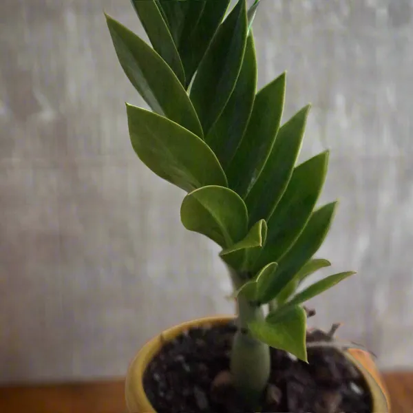 Zz_Plant_Zamioculcas_Zamiifolia_Emerald_Green_Indoor_Live_Plant