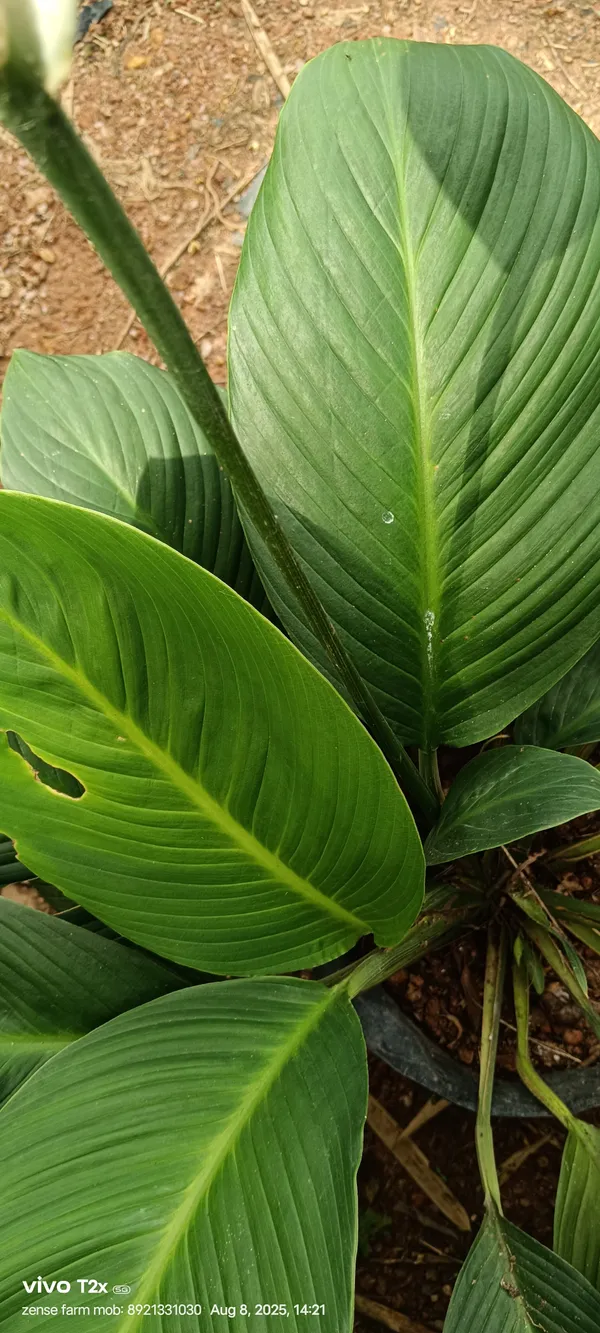 Spathiphyllum_Cannifolium_Bold_Peace_Lily_Tropical_Live_Plant