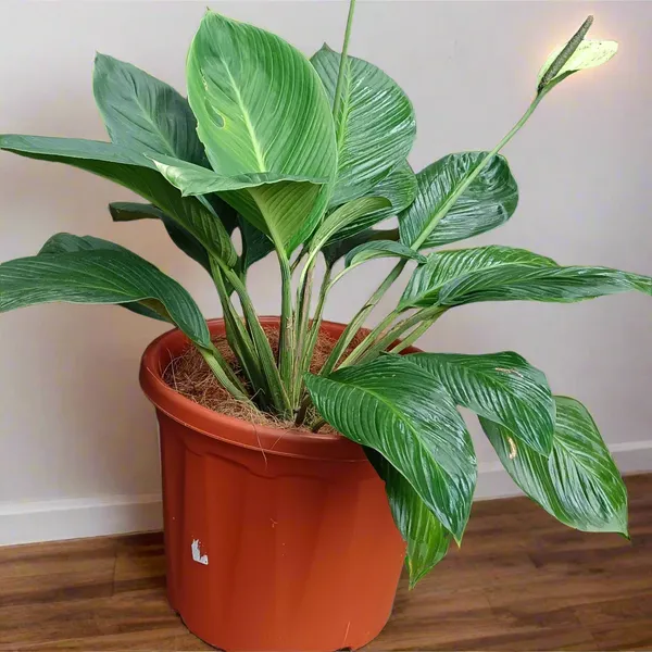 Spathiphyllum_Cannifolium_Bold_Peace_Lily_Tropical_Live_Plant