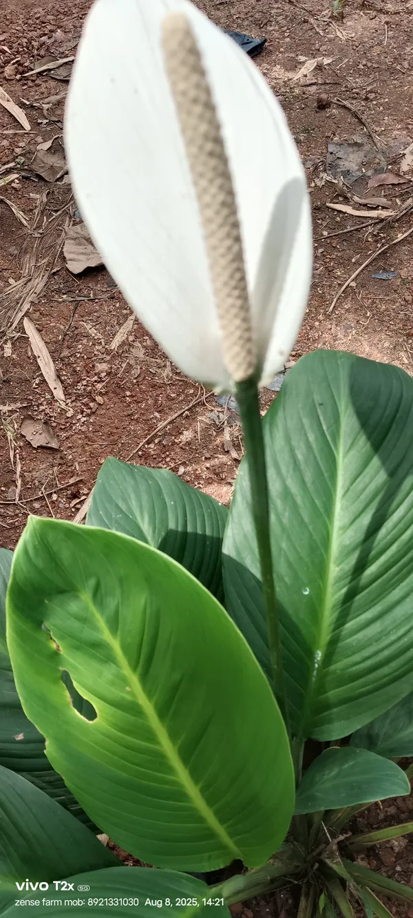Spathiphyllum_Cannifolium_Bold_Peace_Lily_Tropical_Live_Plant