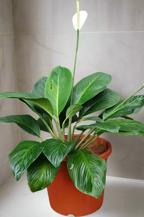 Spathiphyllum_Cannifolium_Bold_Peace_Lily_Tropical_Live_Plant