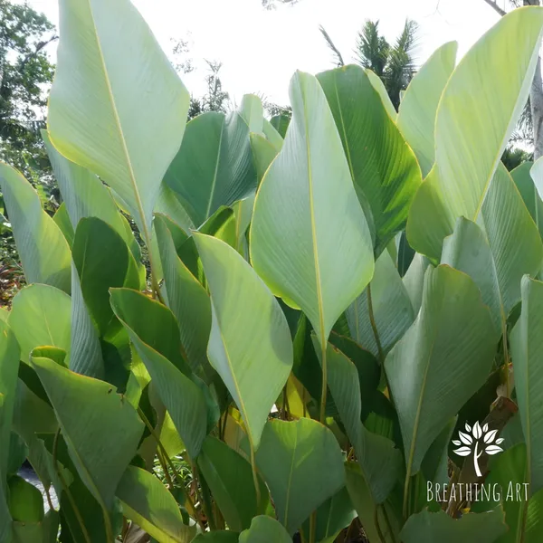 Cuban_Cigar_Calathea_Lutea_Architectural_Foliage_Live_Plant