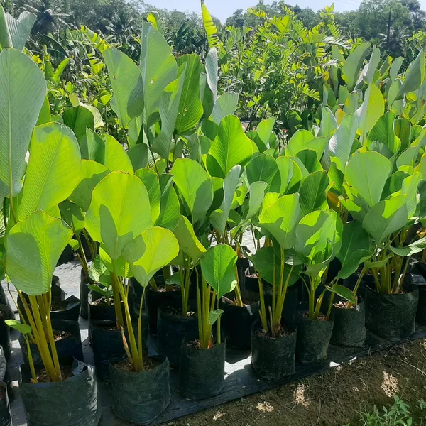 Cuban_Cigar_Calathea_Lutea_Architectural_Foliage_Live_Plant