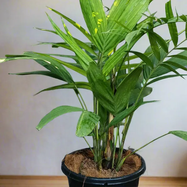 Kentia_Palm_Howea_Forsteriana_Indoor_Outdoor_Live_Plant