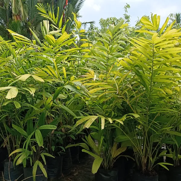 Kentia_Palm_Howea_Forsteriana_Indoor_Outdoor_Live_Plant