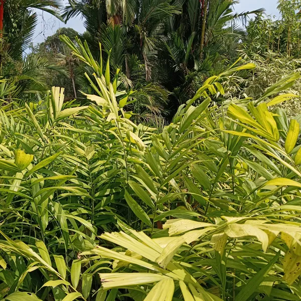 Kentia_Palm_Howea_Forsteriana_Indoor_Outdoor_Live_Plant