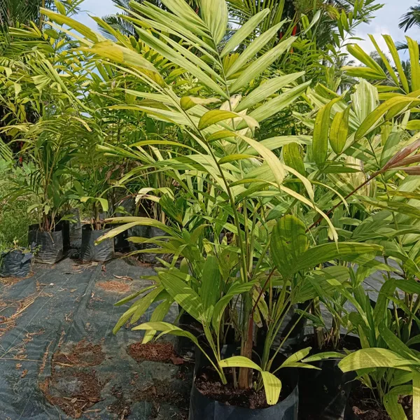 Kentia_Palm_Howea_Forsteriana_Indoor_Outdoor_Live_Plant