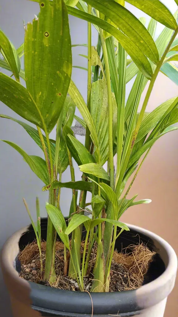 Kentia_Palm_Howea_Forsteriana_Indoor_Outdoor_Live_Plant