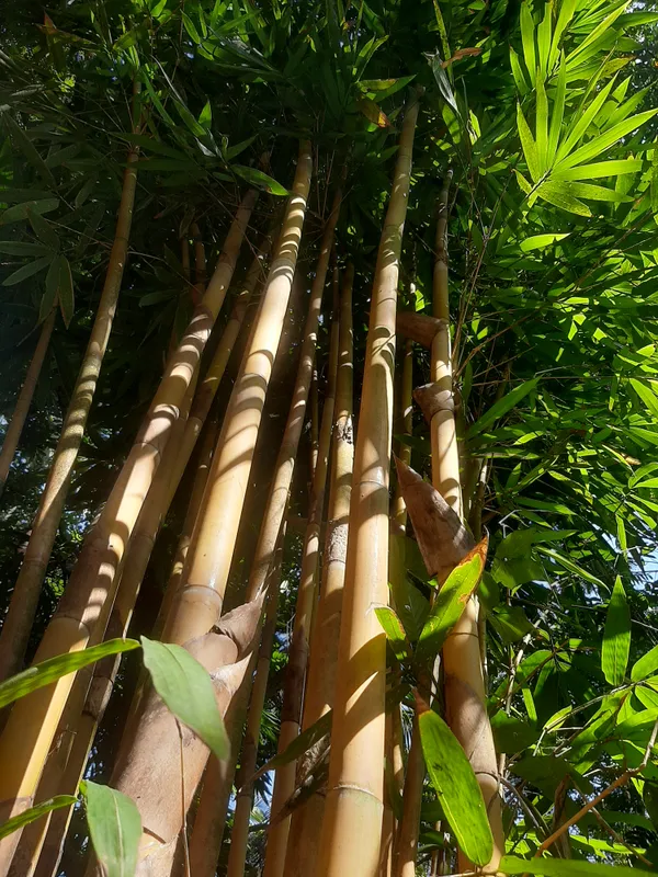 Golden_Bamboo_Phyllostachys_Aurea_Live_Plant