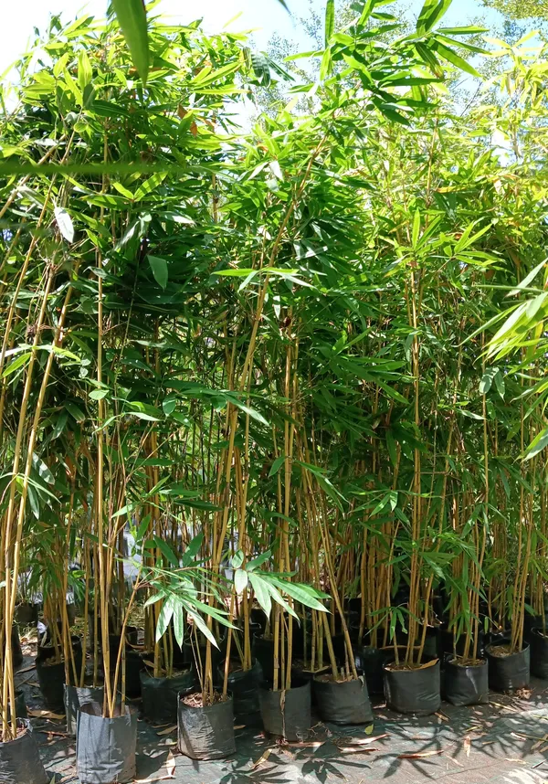 Golden_Bamboo_Phyllostachys_Aurea_Live_Plant