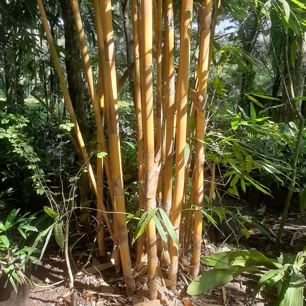Golden_Bamboo_Phyllostachys_Aurea_Live_Plant