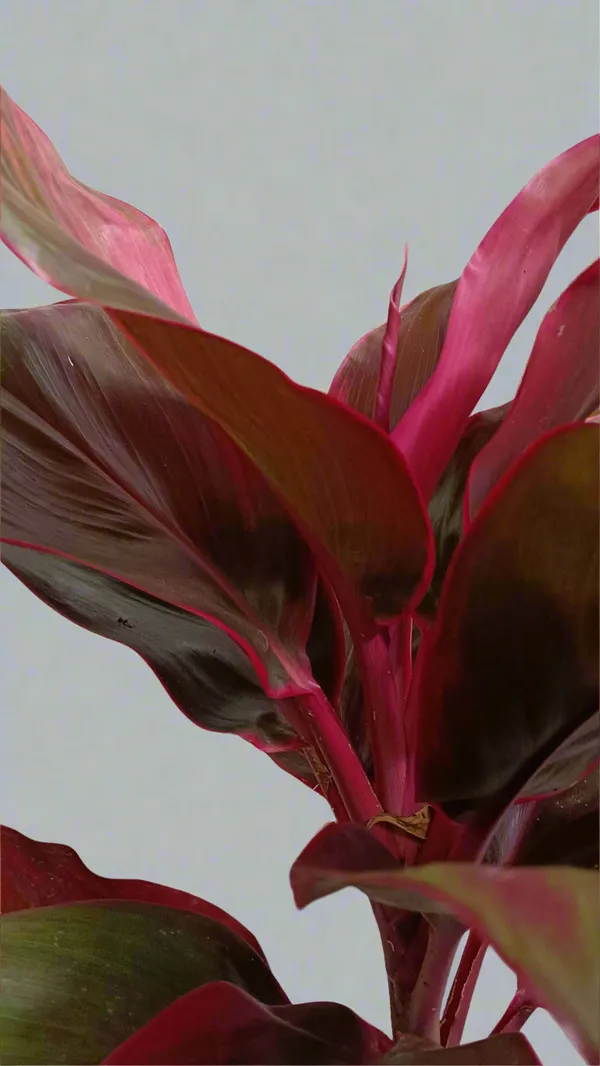 Cordyline_Red_Ruby_Ornamental_Foliage_Live_Plant