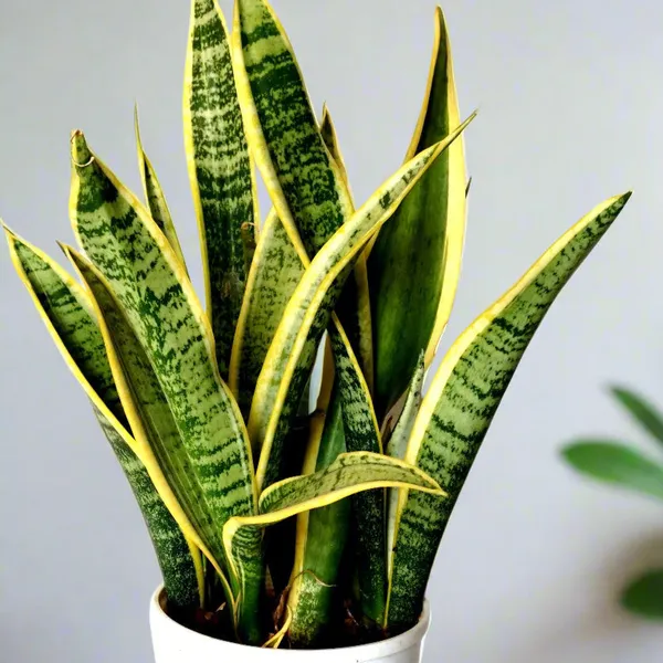Dracaena_Laurentii_Golden-Edge_Snake_Plant