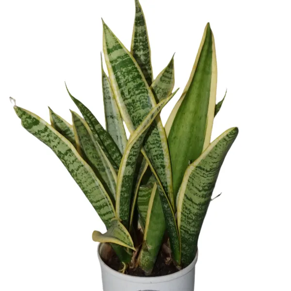 Dracaena_Laurentii_Golden-Edge_Snake_Plant