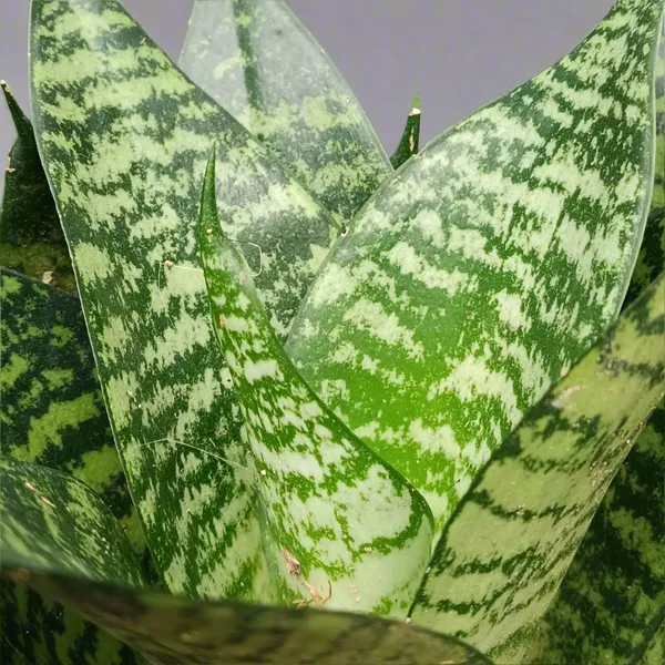Dracaena_Hahnii_Compact_Bird'S_Nest_Snake_Plant
