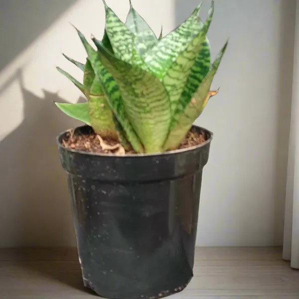Dracaena_Hahnii_Compact_Bird'S_Nest_Snake_Plant