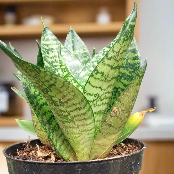 Dracaena_Hahnii_Compact_Bird'S_Nest_Snake_Plant