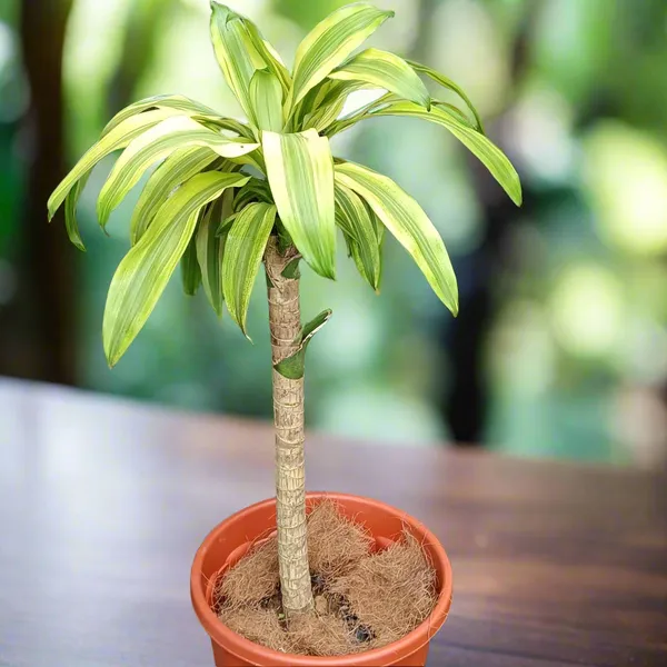 Dracaena_Fragrans_Corn_Plant_Indoor_Live_Plant