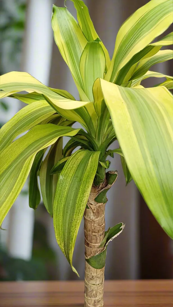 Dracaena_Fragrans_Corn_Plant_Indoor_Live_Plant