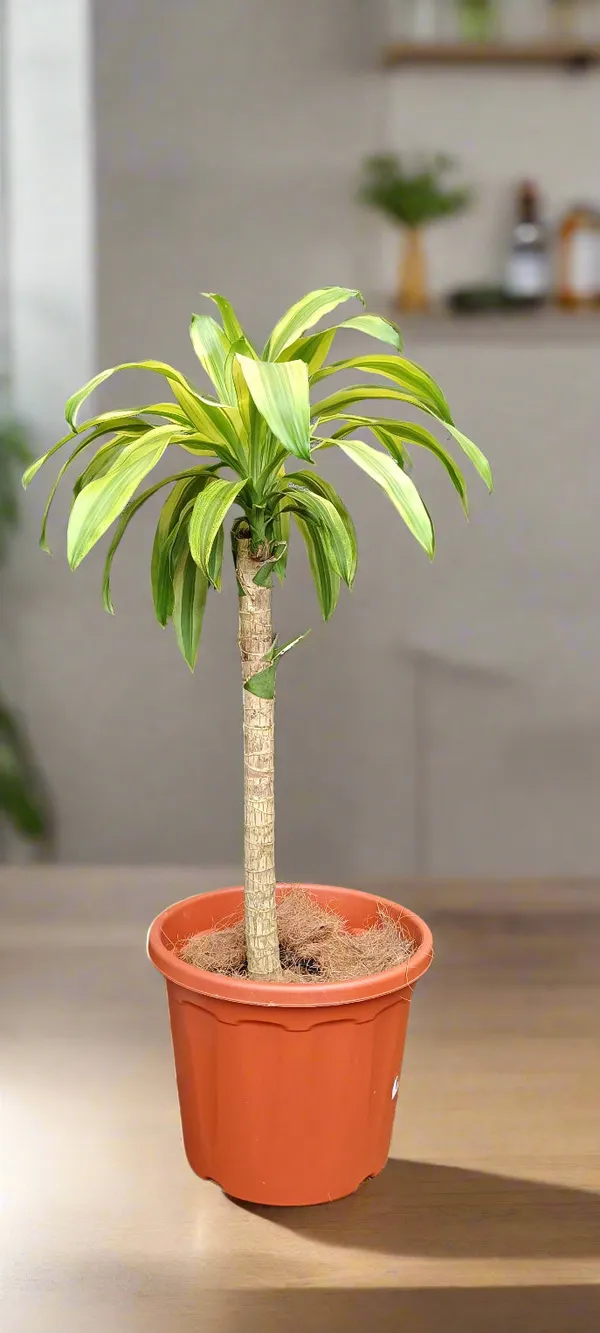Dracaena_Fragrans_Corn_Plant_Indoor_Live_Plant