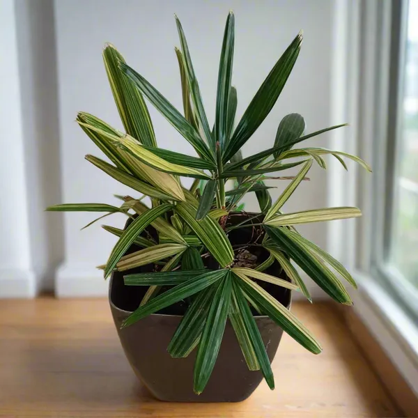 Variegated_Lady_Palm_Rhapis_Excelsa_Cream-Green_Fronds_Live_Plant