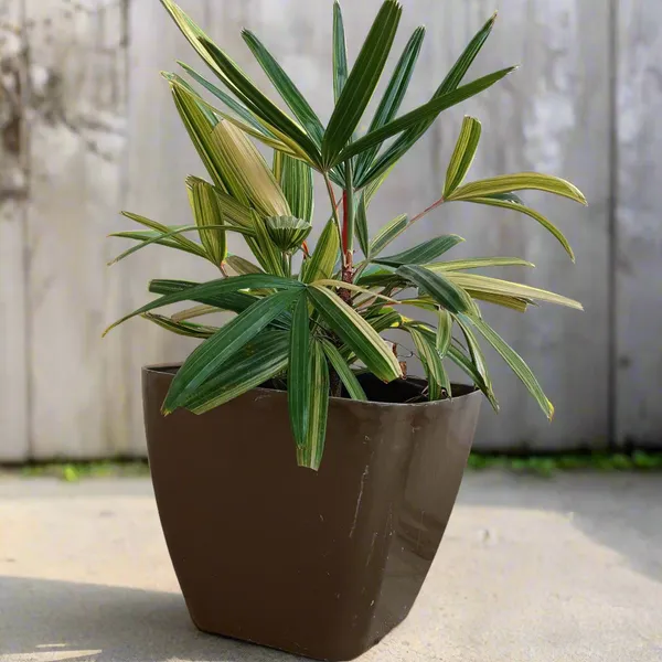 Variegated_Lady_Palm_Rhapis_Excelsa_Cream-Green_Fronds_Live_Plant