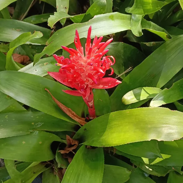 Guzmania_Hope_Red-Orange_Bromeliad_Live_Plant