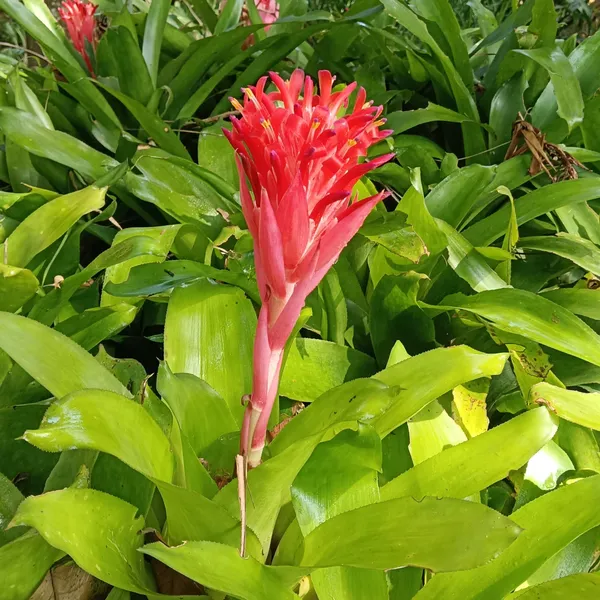 Guzmania_Hope_Red-Orange_Bromeliad_Live_Plant