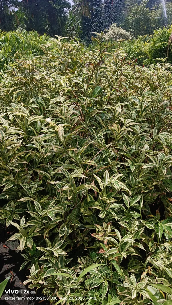 Costus_Arabicus_Variegated_Spiral_Stem_Tropical_Live_Plant