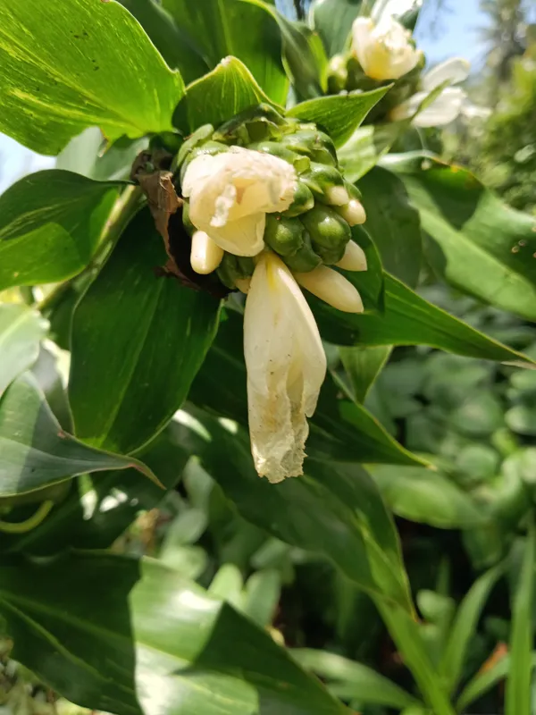 Costus_Arabicus_Variegated_Spiral_Stem_Tropical_Live_Plant