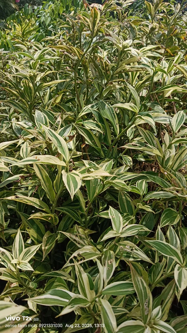Costus_Arabicus_Variegated_Spiral_Stem_Tropical_Live_Plant