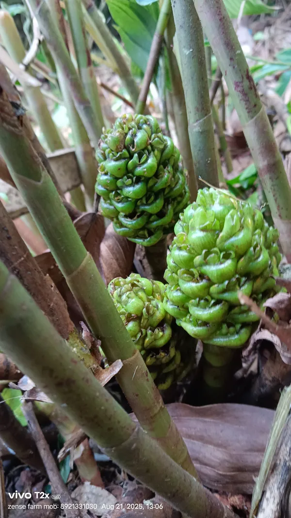 Costus_Arabicus_Variegated_Spiral_Stem_Tropical_Live_Plant