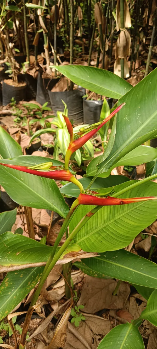 Heliconia_Latispatha_Distans_Compact_Orange_Bract_Live_Plant