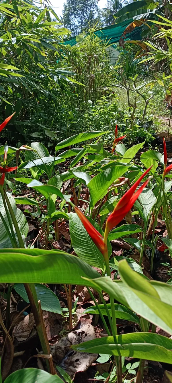 Heliconia_Latispatha_Distans_Compact_Orange_Bract_Live_Plant