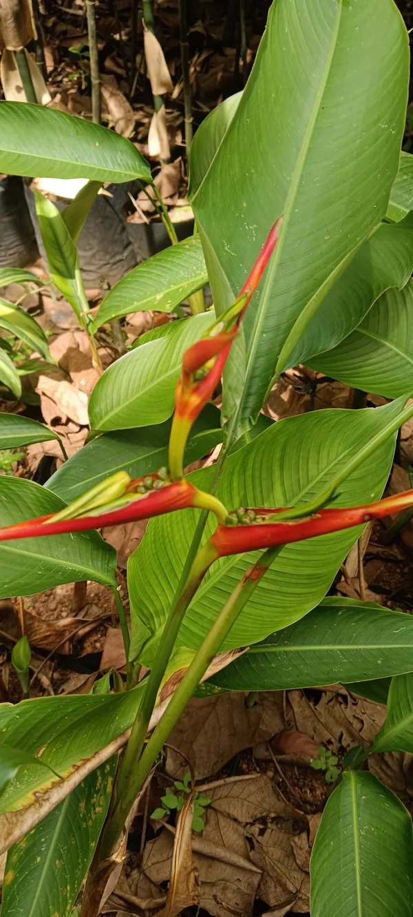 Heliconia_Latispatha_Distans_Compact_Orange_Bract_Live_Plant